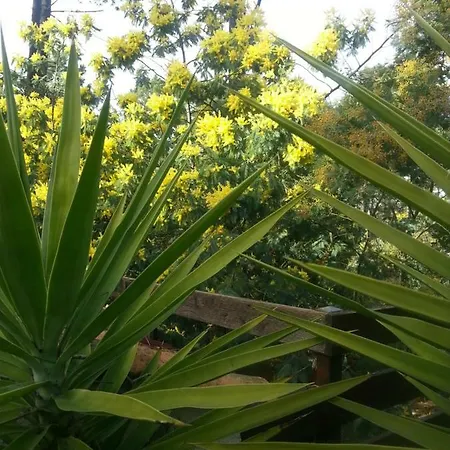 Tres Agreable Maison Au Calme Dans La Pinede *